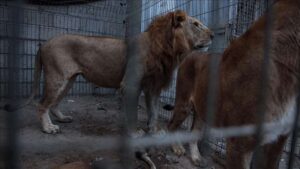 Brezilya'da hayvanat bahçesindeki aslan kafesine giren ziyaretçi, aslan saldırısında öldü