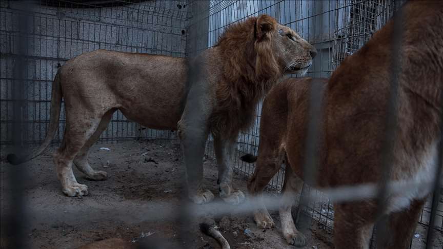 Brezilya'da hayvanat bahçesindeki aslan kafesine giren ziyaretçi, aslan saldırısında öldü