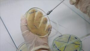 Erkek arı larvasının bakteriler üzerinde antibiyotik etkisi gösterdiği belirlendi