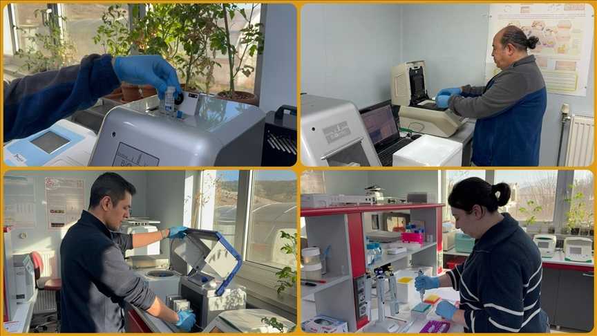 Kovid-19 ve benzeri salgınlara karşı domates kullanarak yenilebilir aşı üretmeyi hedefliyorlar