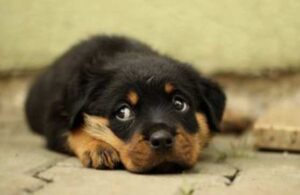 Rottweiler Sahiplenmeden Önce Bilinmesi Gerekenler