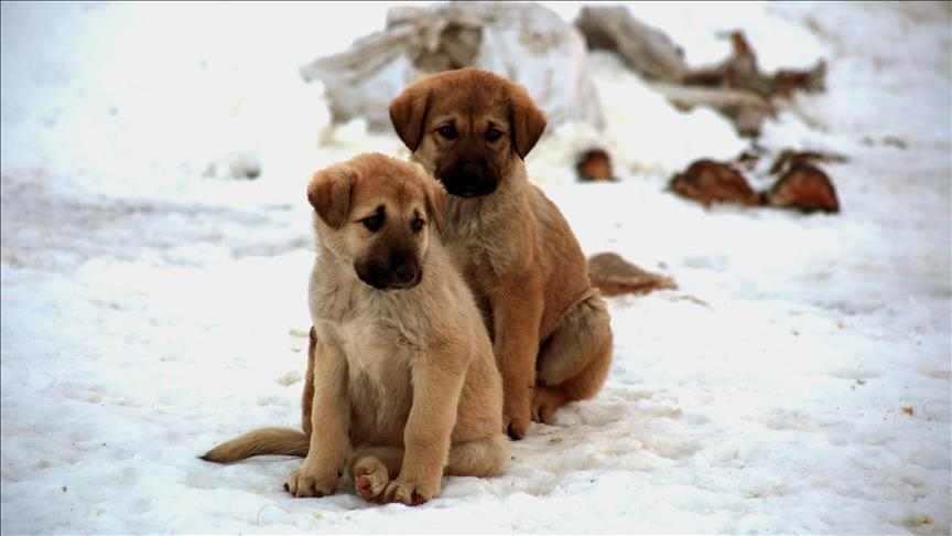 Sahipsiz köpek sorununda hızlı sonuç için kısırlaştırma değil barınakla çözüm önerisi