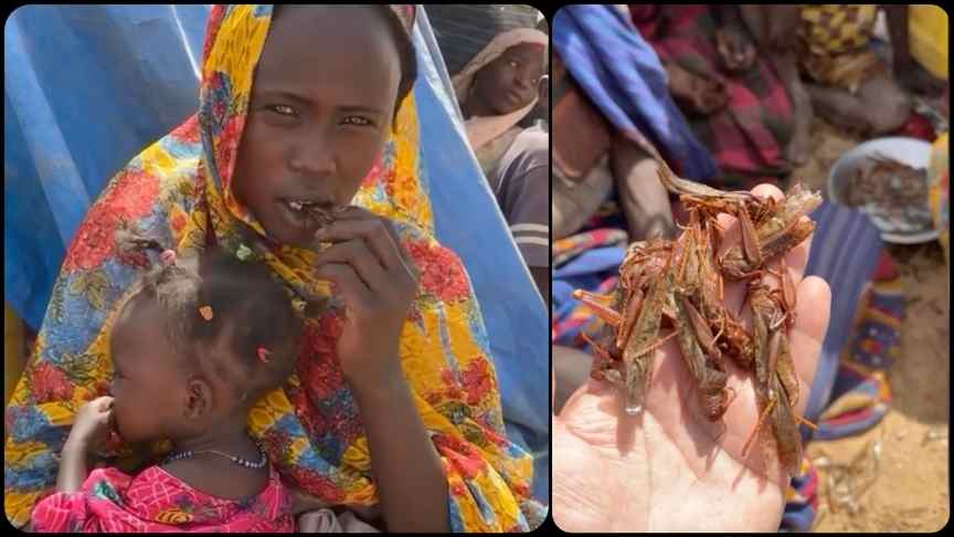 Savaş ve kıtlığın pençesindeki Sudanlılar, hayatta kalmak için çekirge yemek zorunda